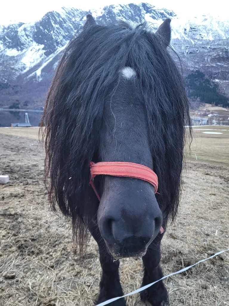 A powerful black horse standing full-length in a scenic outdoor landscape.