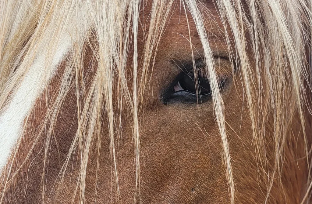 Close-up portrait focusing on the head and details of a chestnut mare.