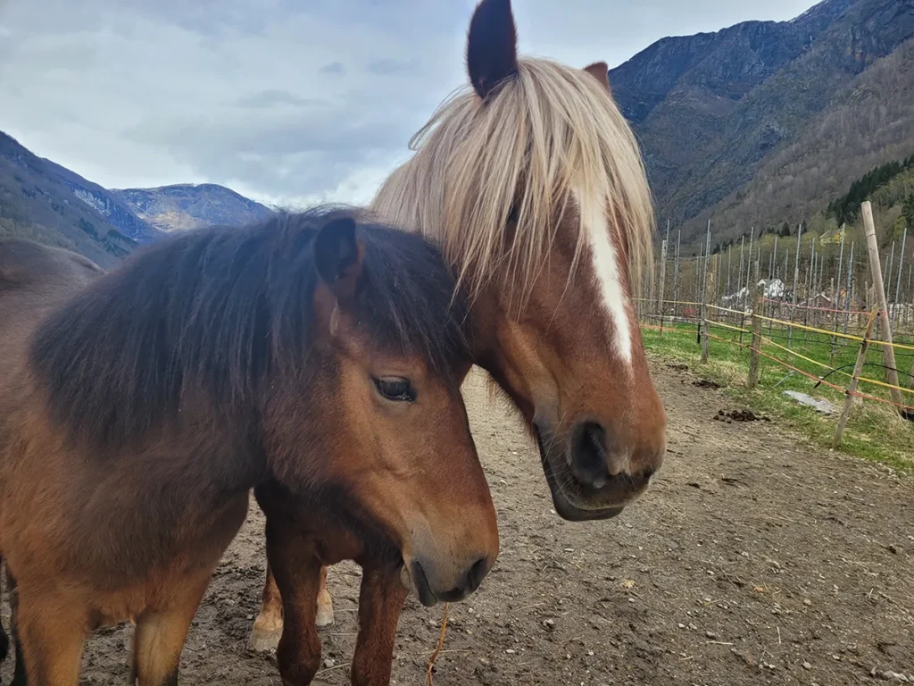 A chestnut mare horse together with her young foal in a field.