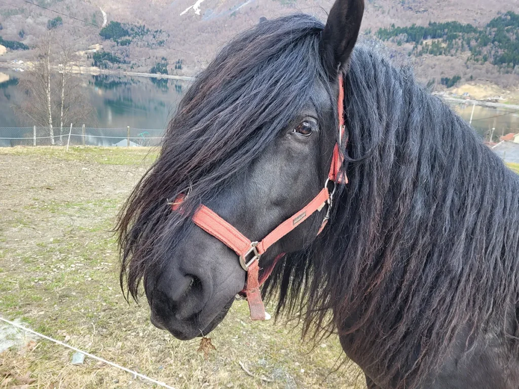 A majestic black horse in the natural countryside environment of Norway.