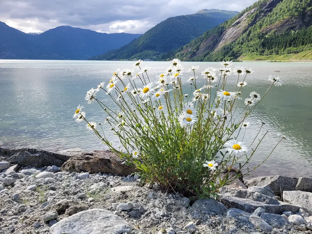Close-up of vibrant summer daisies with a scenic backdrop of Lustrafjorden fjord and majestic mountains in Norway.