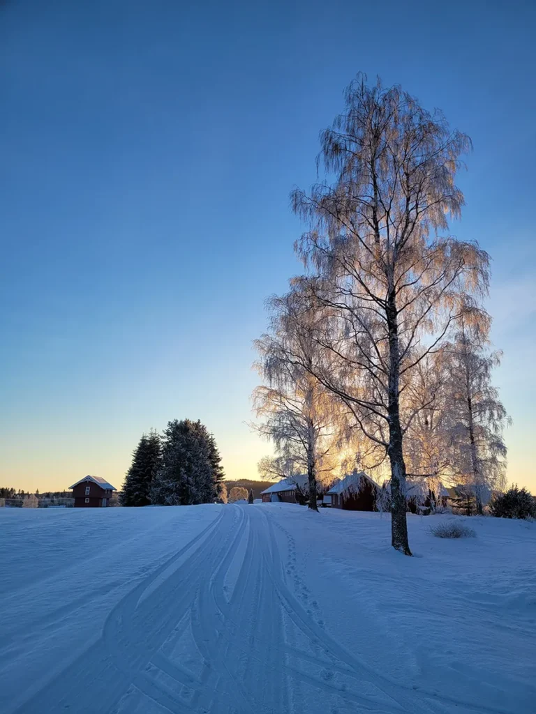 A solitary birch tree standing in a vast, pristine field of thick winter snow in Norway.
